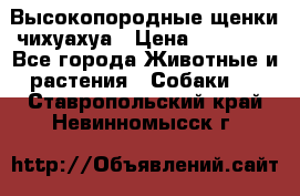 Высокопородные щенки чихуахуа › Цена ­ 25 000 - Все города Животные и растения » Собаки   . Ставропольский край,Невинномысск г.